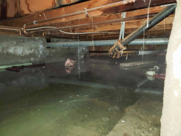 Best Professional water damage repair  in Wellsville, OH